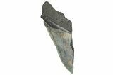 Partial Fossil Megalodon Tooth - South Carolina #328994-1